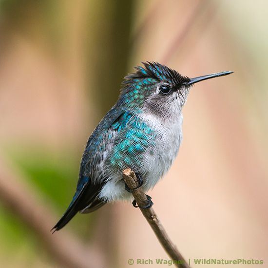 Bee hummingbird 1000 images about Beautiful Bee Hummingbird Photography on