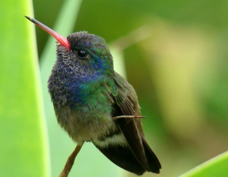 Bee hummingbird Bee Hummingbird The Birds of Cuba