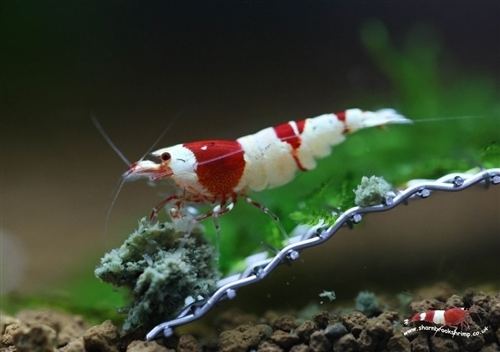 Bee shrimp 1000 images about Shrimp keeping on Pinterest