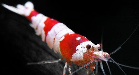 Bee shrimp SHIRAKURA Information on successfully keeping and breeding bee shrimp