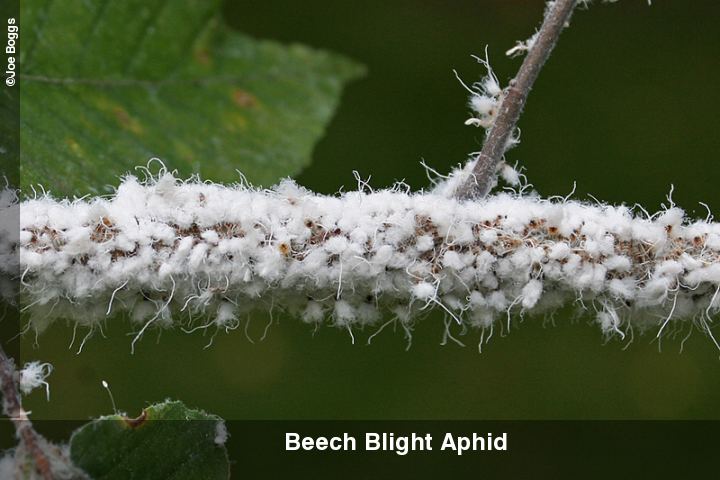 Beech blight aphid Beech Blight Aphids and Black Fungal Accretions Buckeye Yard