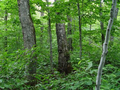 Beech-maple forest Maine Natural Areas Program Natural Community Fact Sheet for