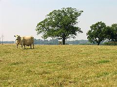 Beedon Common httpsuploadwikimediaorgwikipediacommonsthu