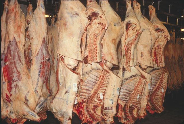 Beef carcass classification