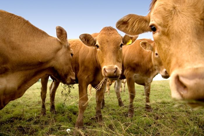 Beef cattle A Guide to Dairy and Beef Cattle Breeds Countryside