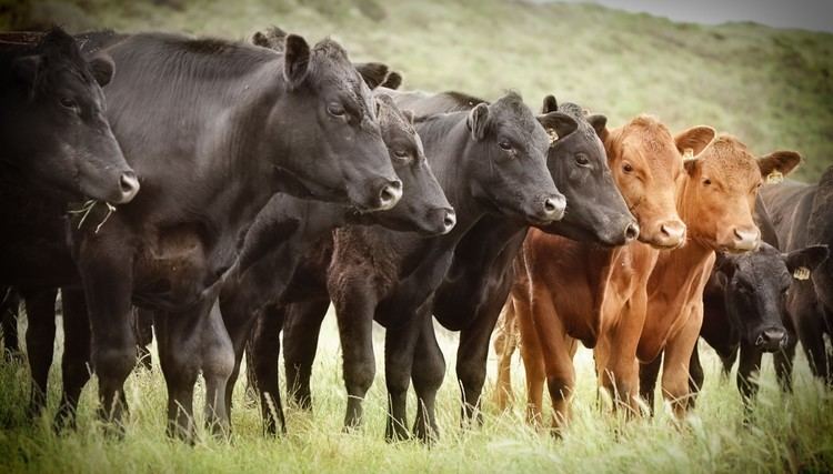 Beef cattle Northeast Missouri Beef Cattle Improvement Association NEMO