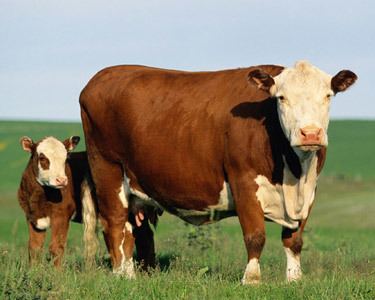 Beef cattle httpscitelightercardss3amazonawscomp171f7k
