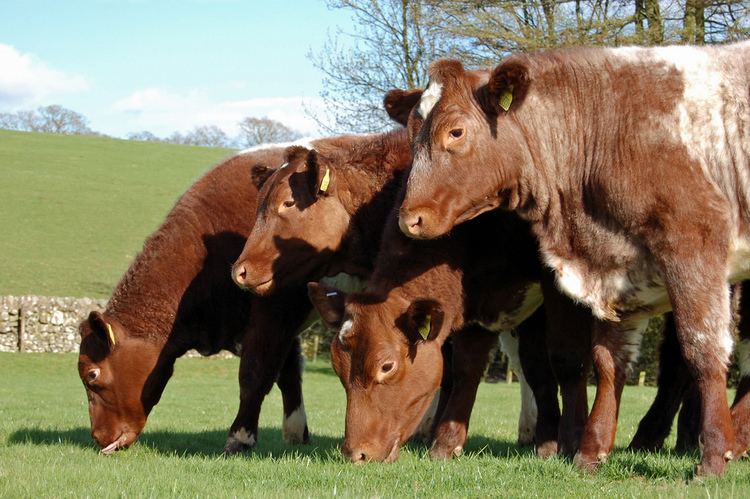 Beef Shorthorn Beef Shorthorn Chapelton Farm Aberdeen Angus and Beef Shorthorn