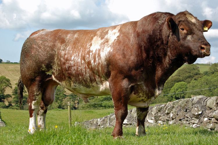 Beef Shorthorn Current Stock Bulls Chapelton Farm Aberdeen Angus and Beef Shorthorn