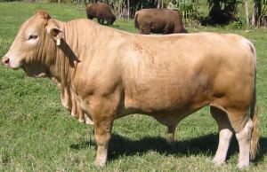 Beefalo Breeds Beefalo The Cattle Site