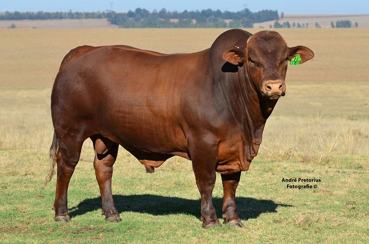 Beefmaster Beefmaster Cattle Breeders Society of South Africa