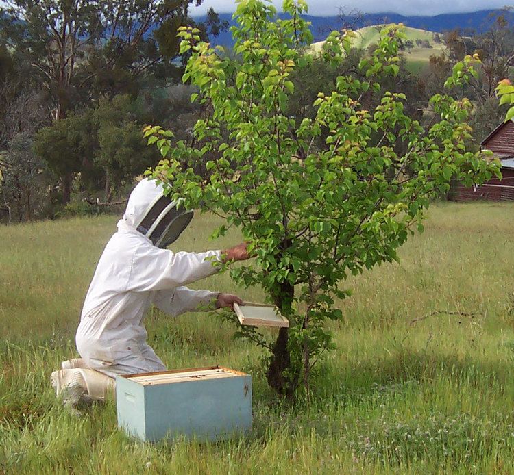 Beekeeping in the United States