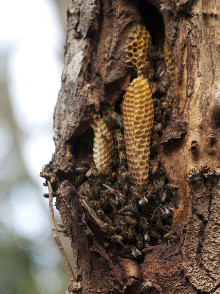 Beeline (beekeeping)
