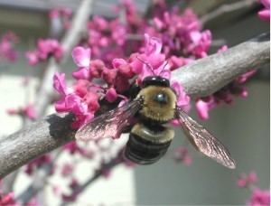 Bees and toxic chemicals