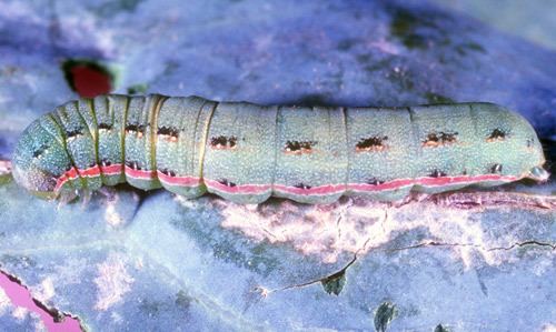 Beet armyworm beet armyworm Spodoptera exigua Hbner