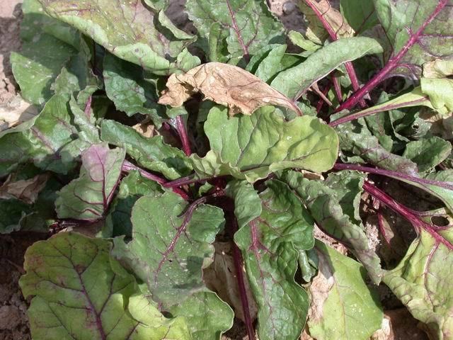 Beet curly top virus Curly Top Virus Biology Transmission Ecology and Management