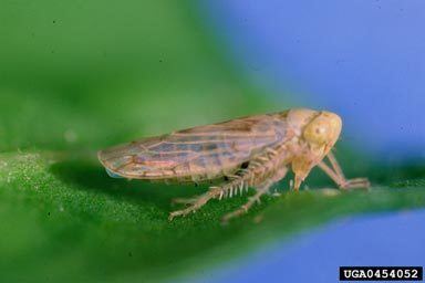 Beet leafhopper Texas Invasives