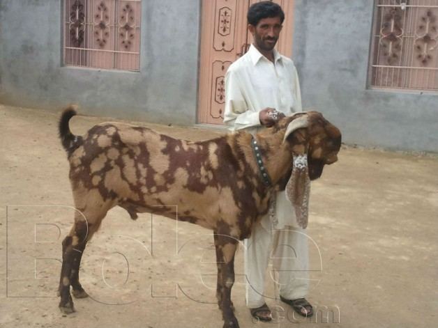 Beetal pure beetal goat for sale Rawalpindi