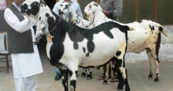 Beetal Beetal goat India Goats Pinterest For sale India and Goats