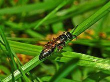 Beetle-killing wasp httpsuploadwikimediaorgwikipediacommonsthu