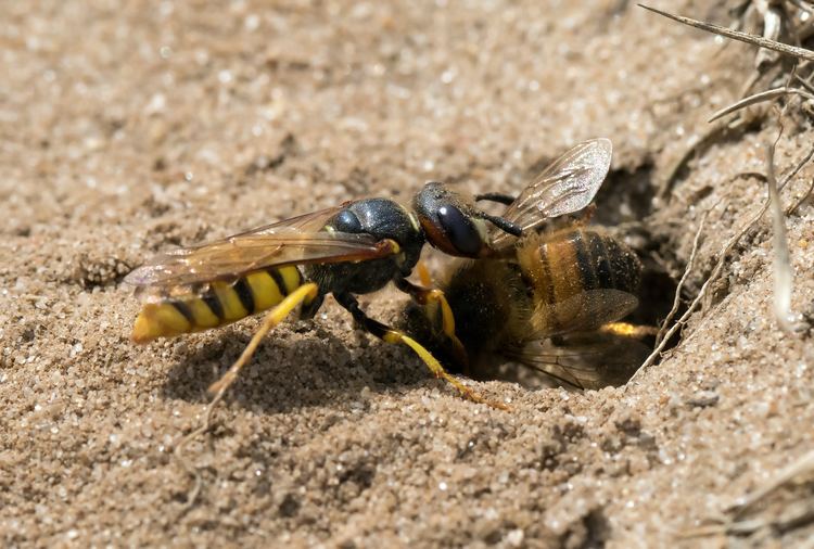 Beewolf A beewolf39s tale of life and death Minsmere Minsmere The