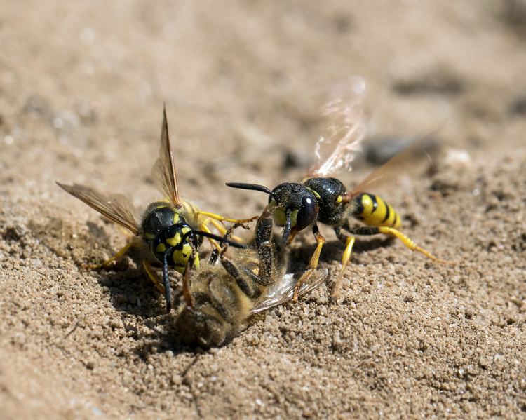 Beewolf A beewolf39s tale of life and death Minsmere Minsmere The