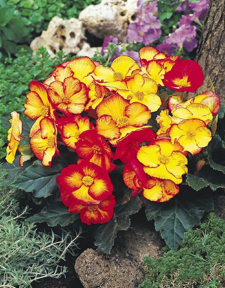 Begonia × tuberhybrida Begonia tuberhybrida PinUp Flame Annual Benary