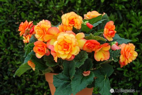 Begonia How To Grow Begonias Tips On Growing Begonias From The Experts