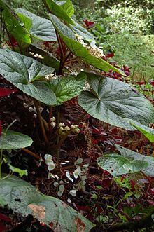 Begonia baccata httpsuploadwikimediaorgwikipediacommonsthu