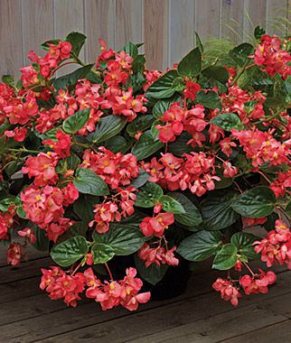 Begonia Begonia Seeds and Plants Grow Dragon Wing Begonias Annual Flowers