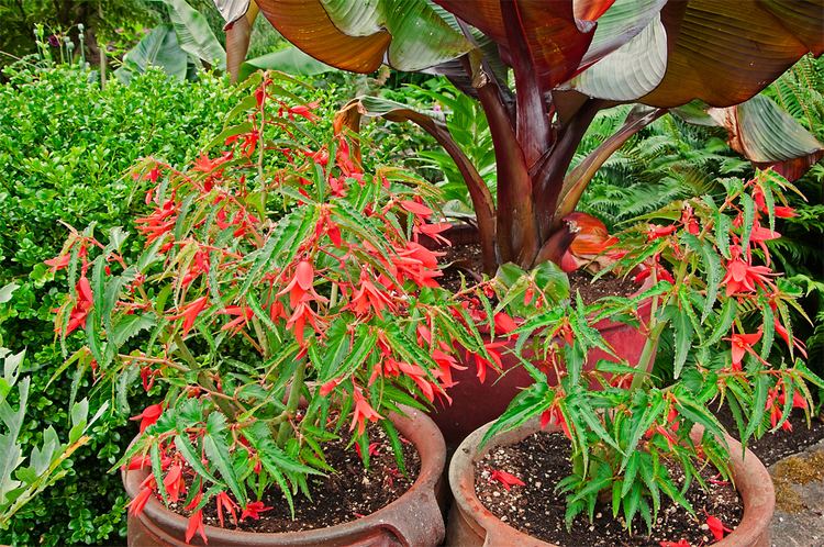 Begonia boliviensis Linda Cochran39s Garden Begonia Boliviensis