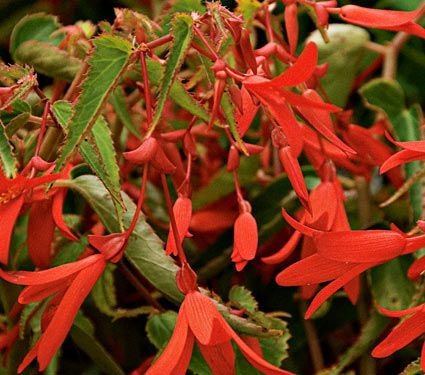 Begonia boliviensis - Alchetron, The Free Social Encyclopedia