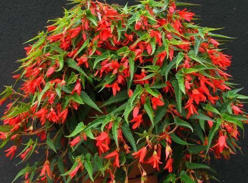 Begonia boliviensis 1000 ideas about Begonia Boliviensis on Pinterest Hanging baskets