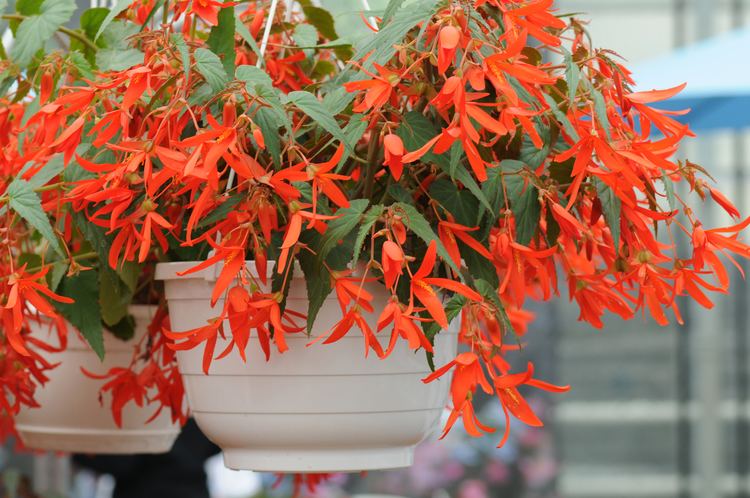 Begonia boliviensis The Begonia Time Forgot At Schmidt39s