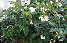Begonia cubensis httpsuploadwikimediaorgwikipediacommonsthu