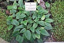 Begonia elaeagnifolia httpsuploadwikimediaorgwikipediacommonsthu