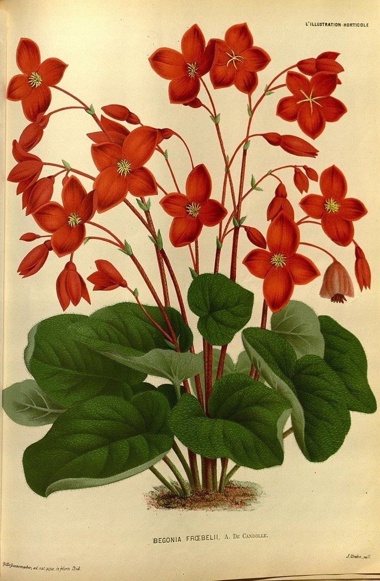 Begonia froebelii