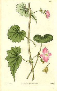 Begonia gracilis httpsuploadwikimediaorgwikipediacommonsthu
