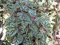Begonia incarnata httpsuploadwikimediaorgwikipediacommonsthu