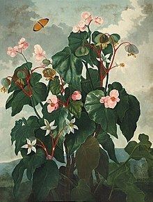 Begonia obliqua httpsuploadwikimediaorgwikipediacommonsthu
