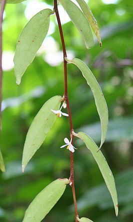 Begonia oxyanthera httpsuploadwikimediaorgwikipediacommonsthu