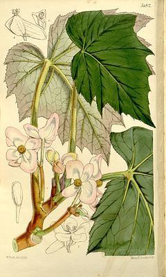 Begonia palmata httpsuploadwikimediaorgwikipediacommonsthu