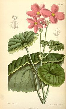 Begonia socotrana httpsuploadwikimediaorgwikipediacommonsthu