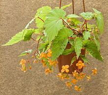 Begonia sutherlandii httpsuploadwikimediaorgwikipediacommonsthu