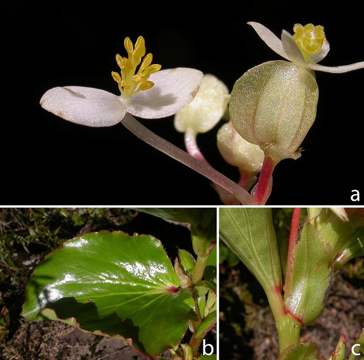 Begoniaceae Laboratorio de Sistemtica de Plantas Vasculares Curso SPV