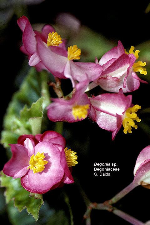 Begoniaceae Flowering Plant Families UH Botany