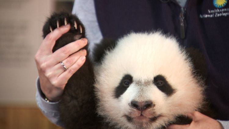 Bei Bei Say hello to Bei Bei the baby panda TODAYcom