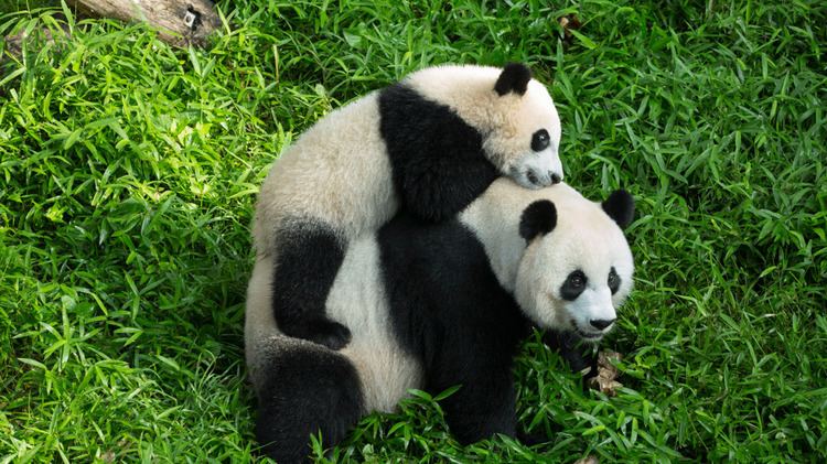 Bei Bei Bei Bei the Giant Panda Cub Grows Up
