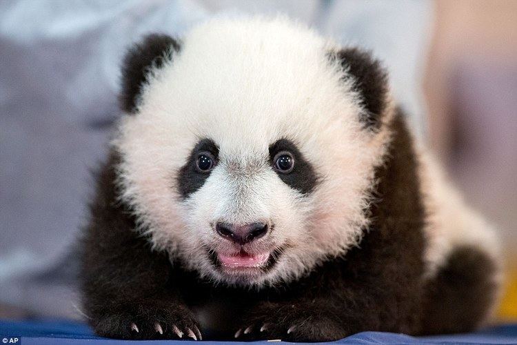 Bei Bei National Zoo39s baby panda Bei Bei grins for the cameras Daily Mail