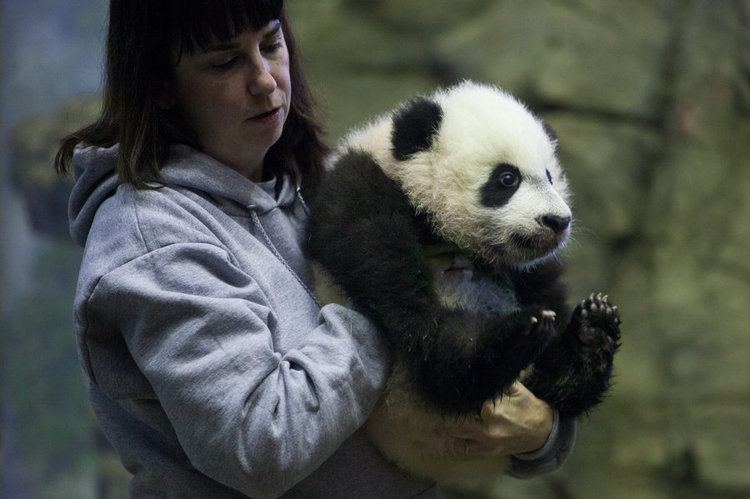 Bei Bei Panda Cub Bei Bei Is Set To Share His Adorableness With The World NPR